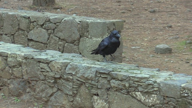 Common Raven - ML501573531