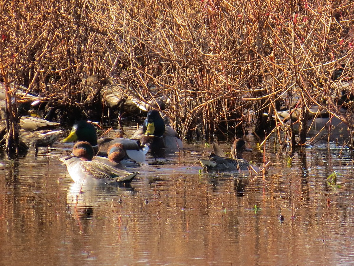 Green-winged Teal - ML501580811
