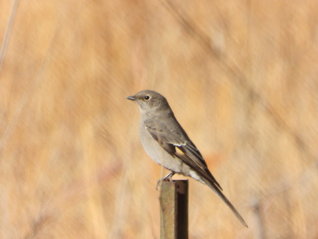 Townsend's Solitaire - Helen Butts