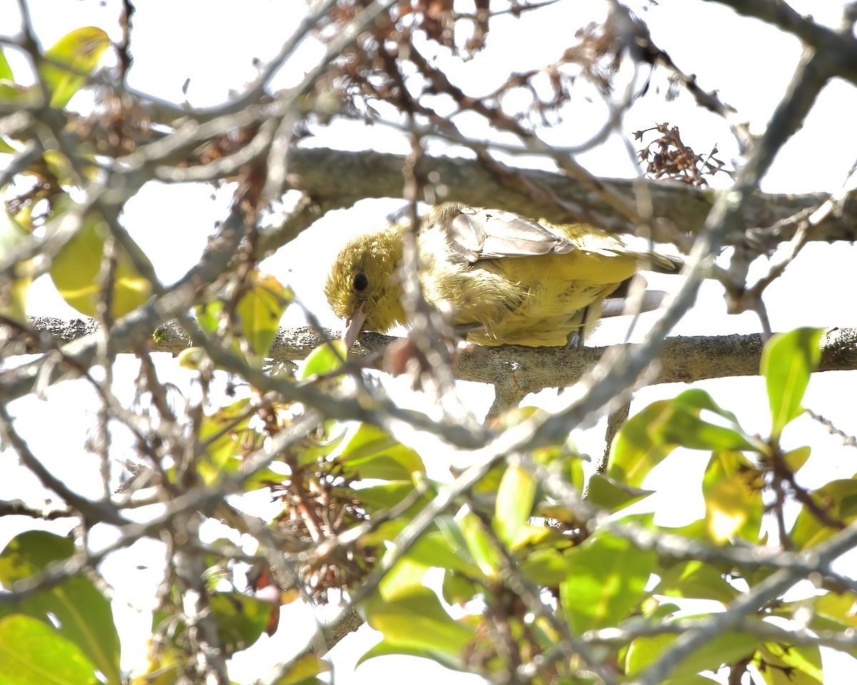 Orchard Oriole - ML501583811