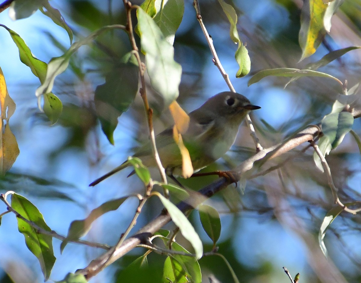 Ruby-crowned Kinglet - mike shaw