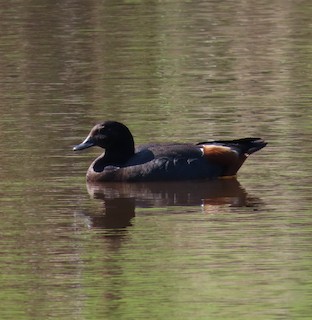 Paradise Shelduck, ML501593181