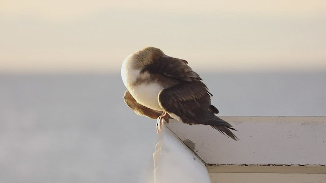 Red-footed Booby - ML501593591
