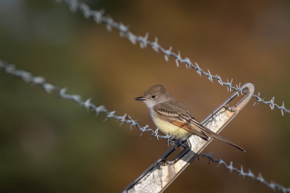 Ash-throated Flycatcher - Justin Crosby
