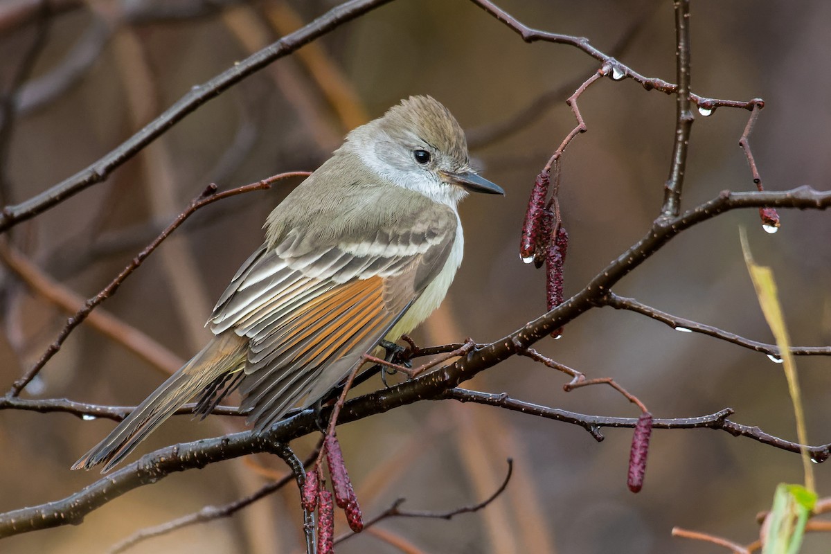 Ash-throated Flycatcher - Christian Briand