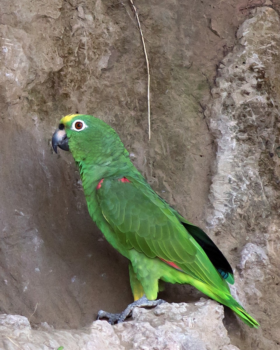 Yellow-crowned Parrot - Naseem Reza