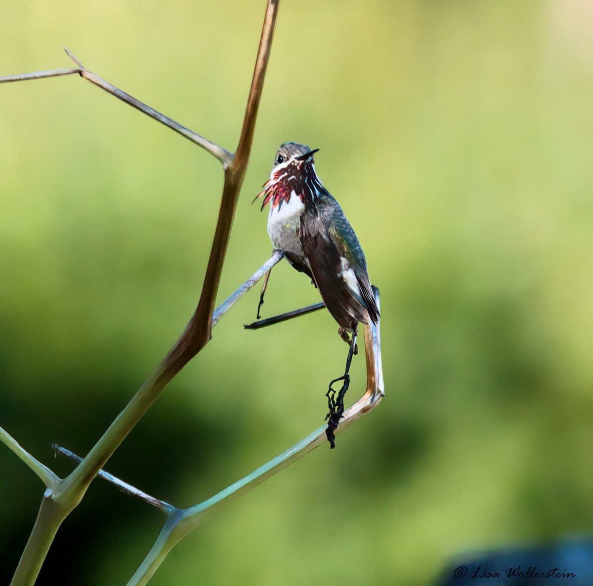Calliope Hummingbird - ML501600841