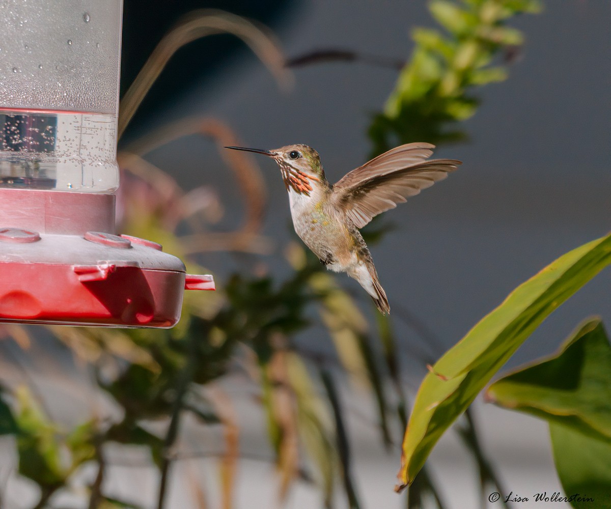 Calliope Hummingbird - ML501600851