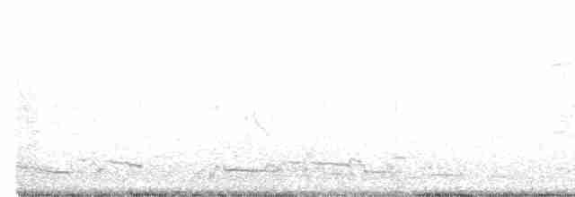 husovec strakatý - ML501603011