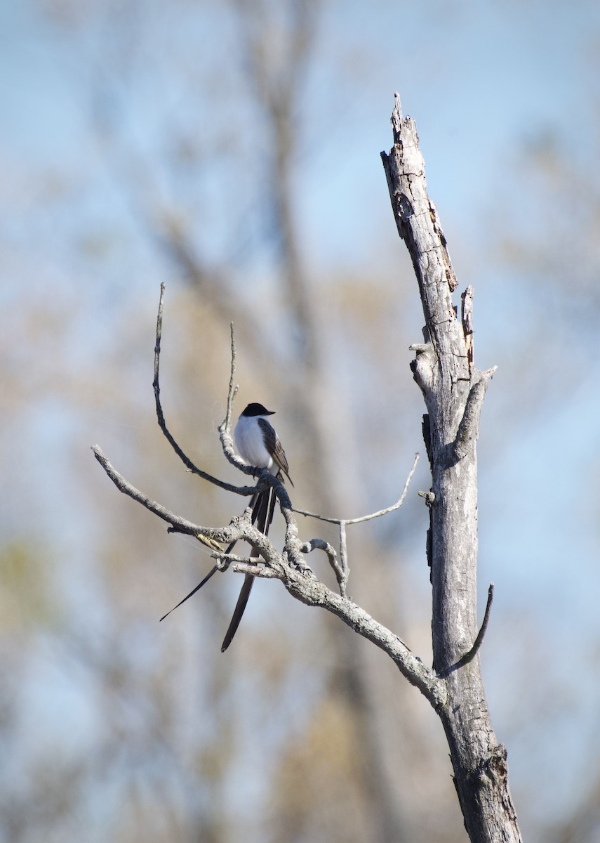 Fork-tailed Flycatcher - ML501603061
