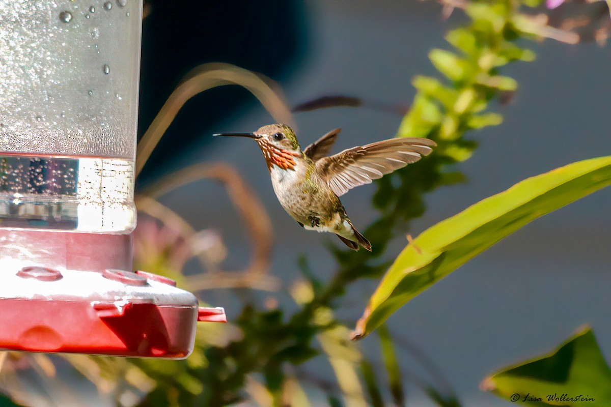 Calliope Hummingbird - Lisa Wollerstein