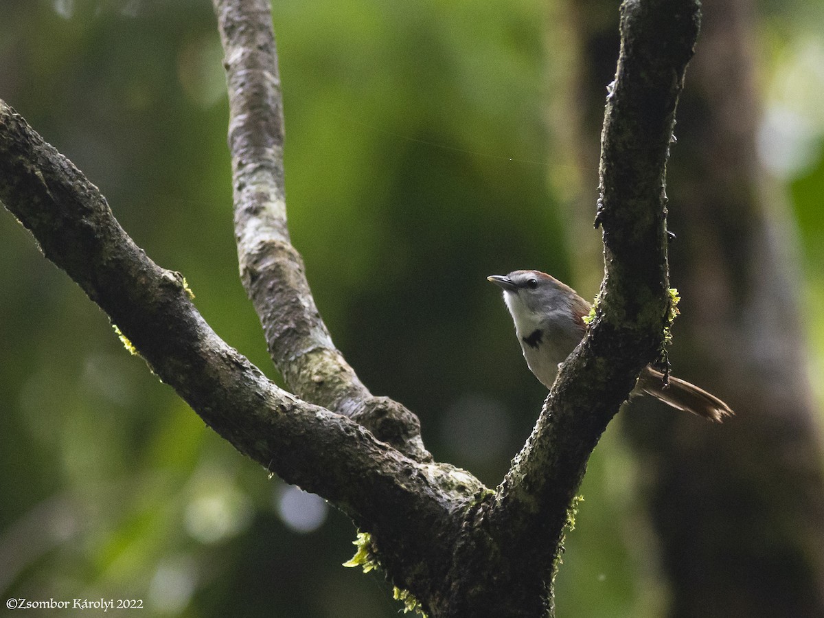 Crescent-chested Babbler - ML501605201