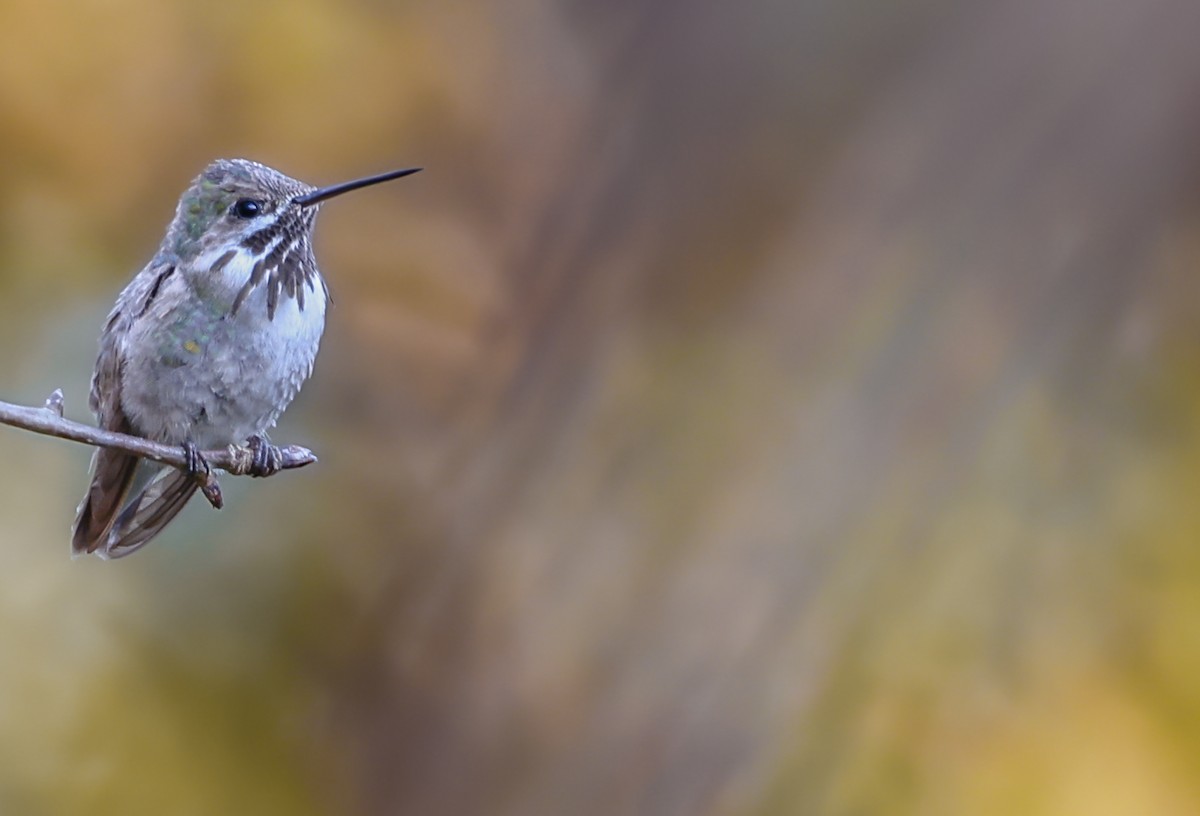 Calliope Hummingbird - ML501610111