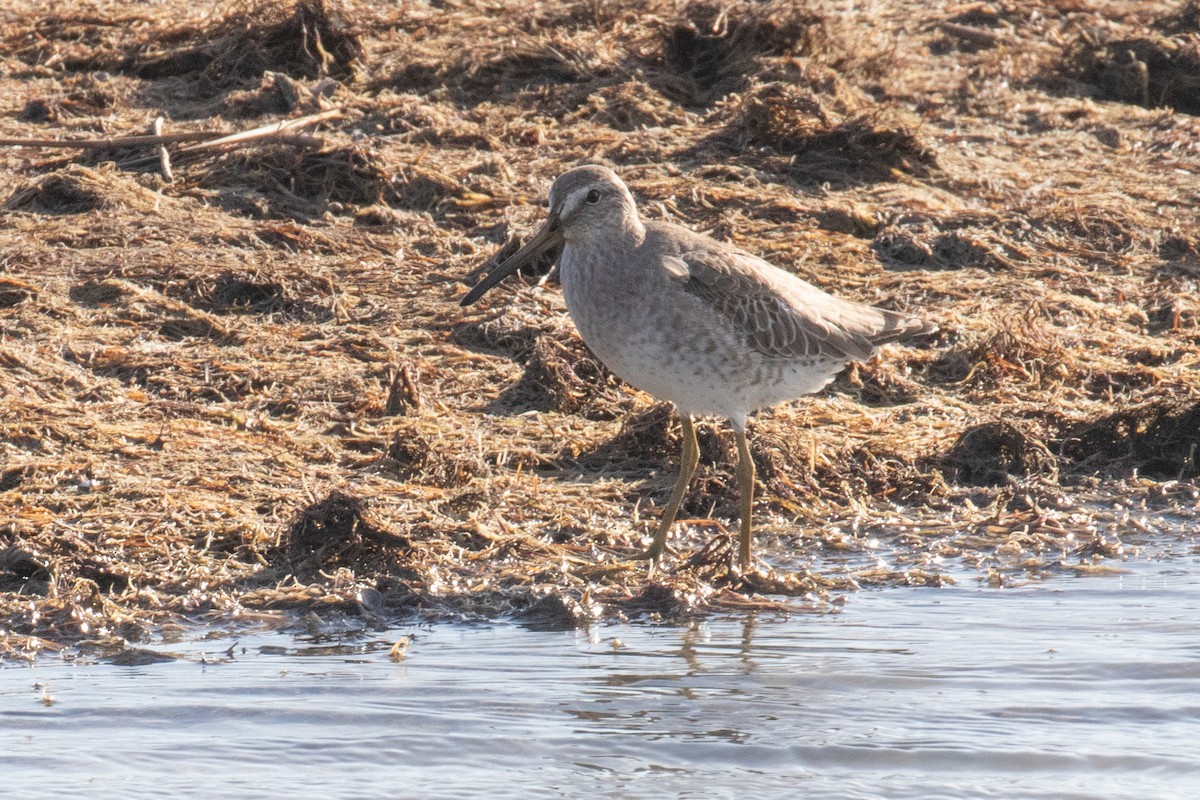 Long-billed Dowitcher - ML501619331