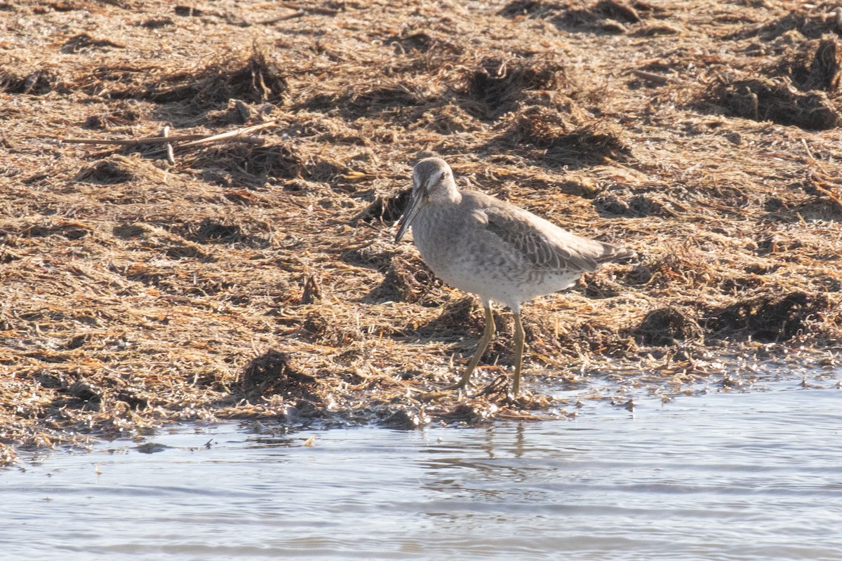 Long-billed Dowitcher - ML501619351