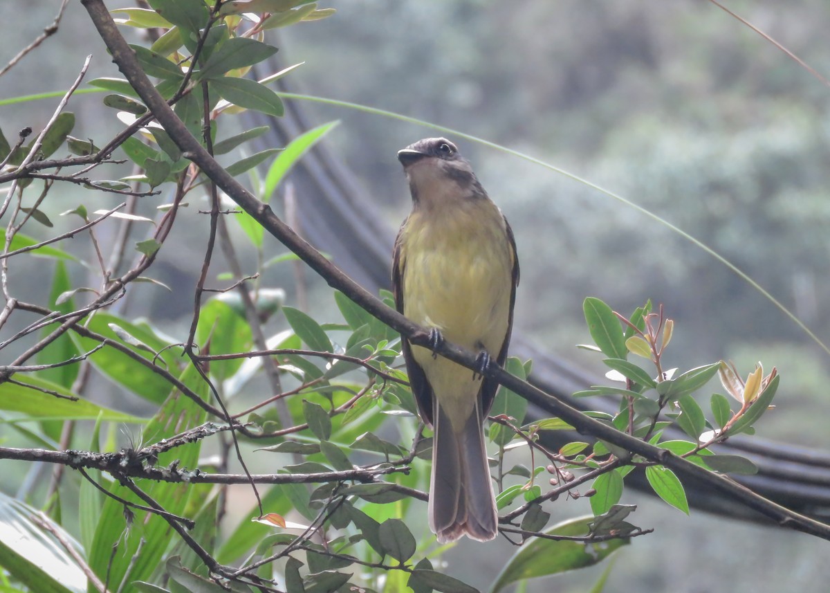 Golden-crowned Flycatcher - Arthur Gomes