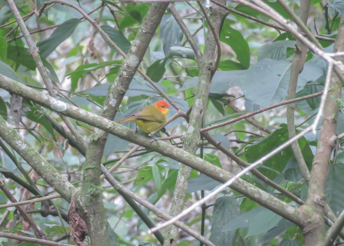Rust-and-yellow Tanager - ML501620641