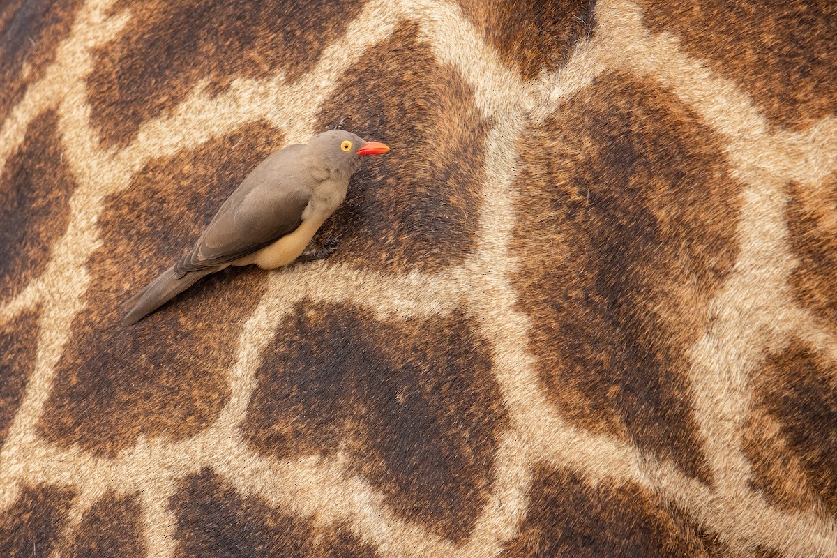 Red-billed Oxpecker - ML501620851