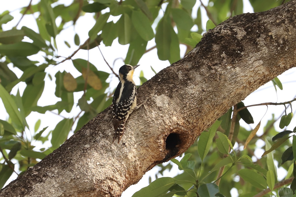 White-fronted Woodpecker - ML501621821