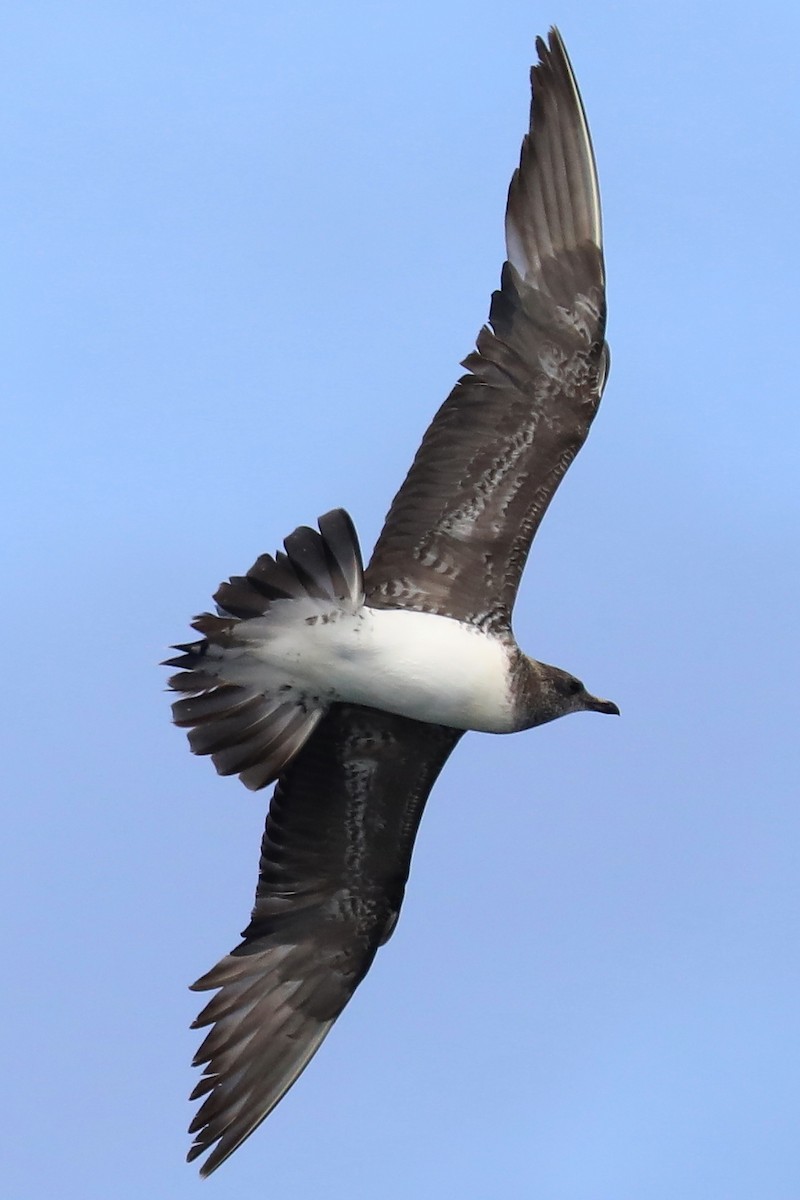 Long-tailed Jaeger - ML501629121
