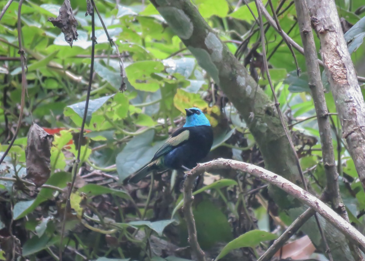 Blue-necked Tanager - Arthur Gomes