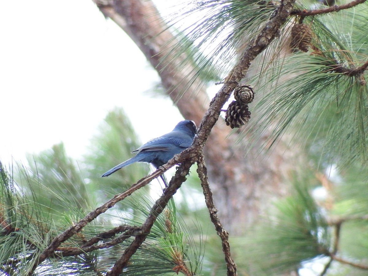 Steller's Jay (Middle American) - ML50163221