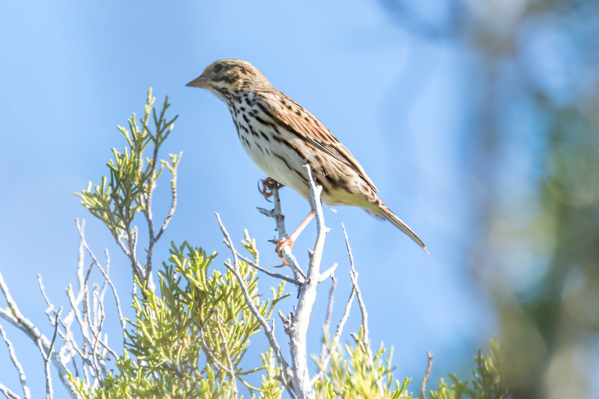 Savannah Sparrow - ML501633111