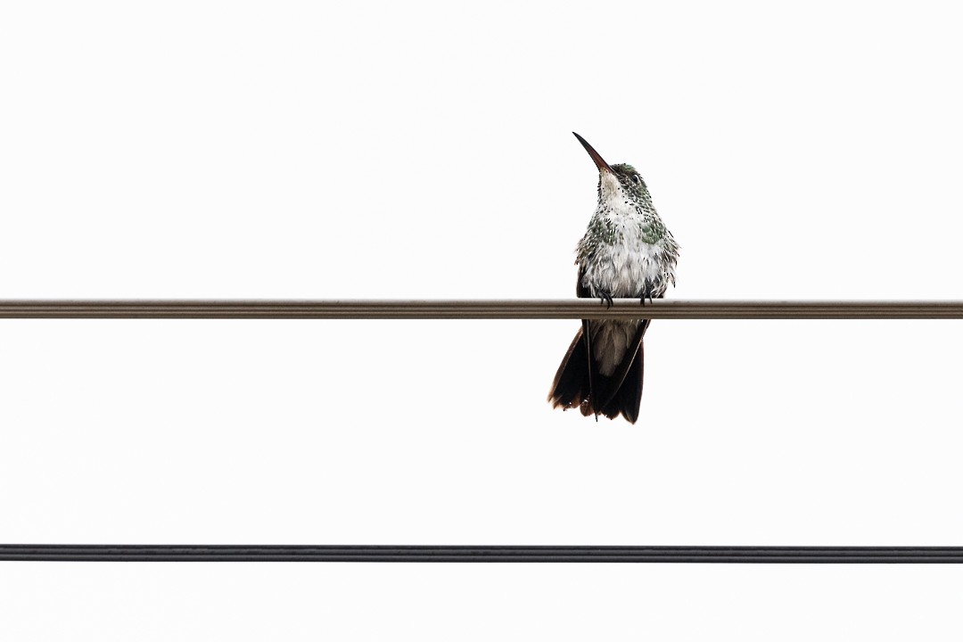 kolibřík atlantický - ML501636311
