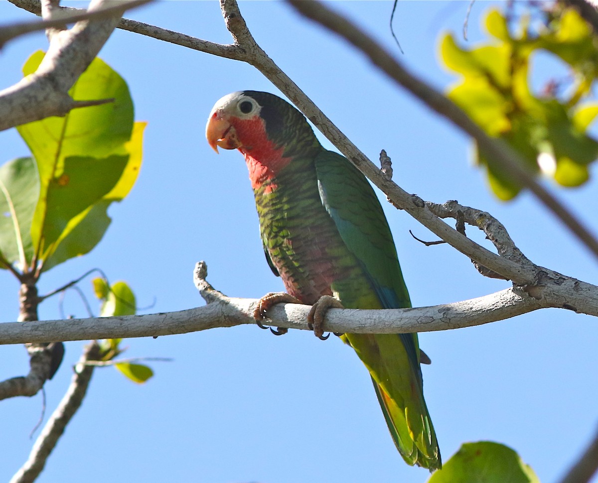 Cuban Parrot (Cuban) - Don Roberson