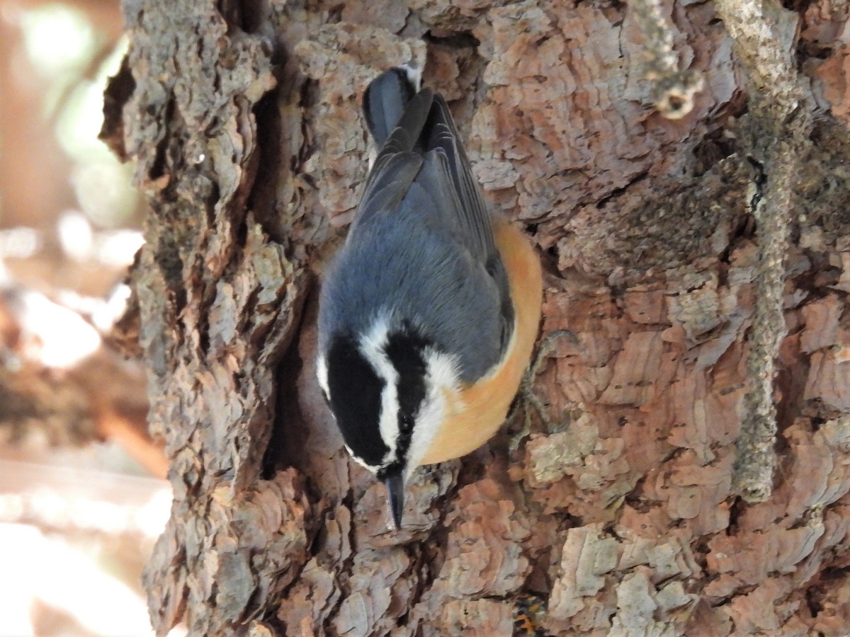 Red-breasted Nuthatch - ML501638401