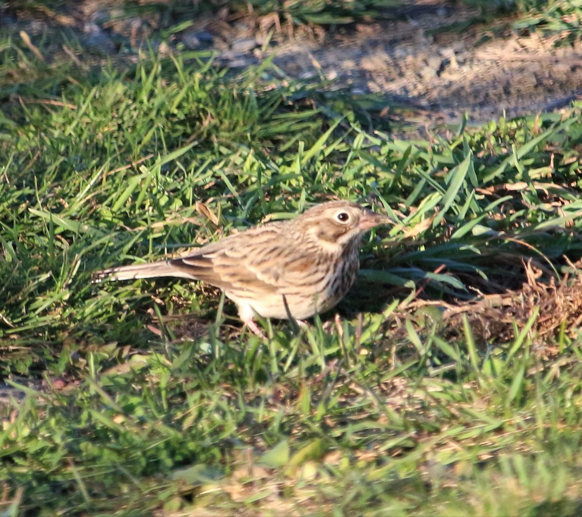 Vesper Sparrow - ML501648131
