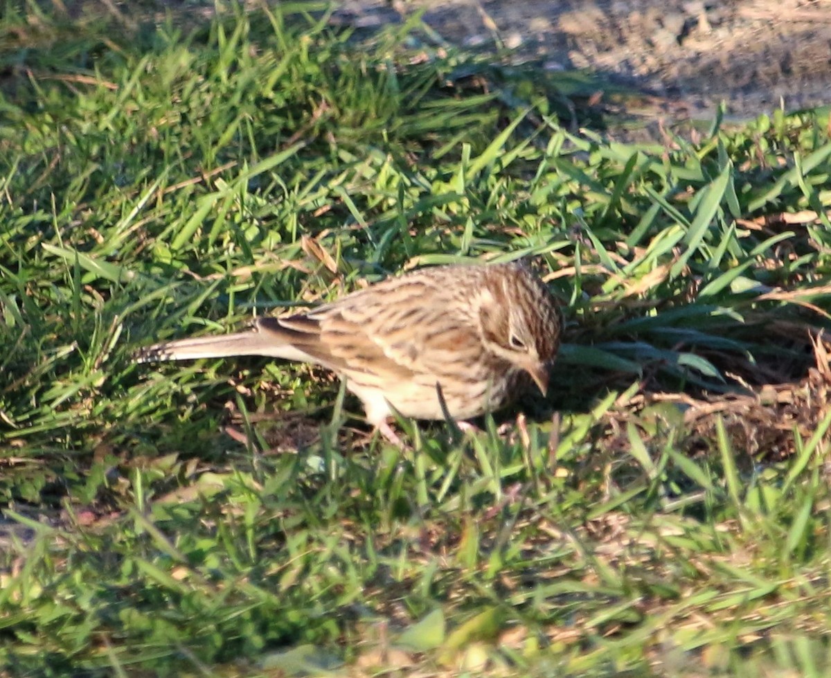Vesper Sparrow - ML501648311