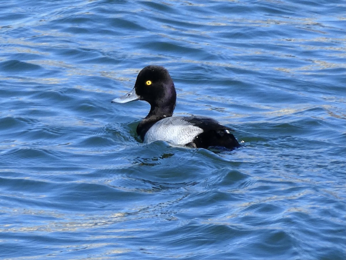 Greater/Lesser Scaup - ML501651791