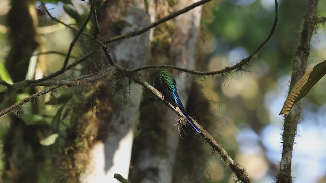 Violet-tailed Sylph - ML501651941