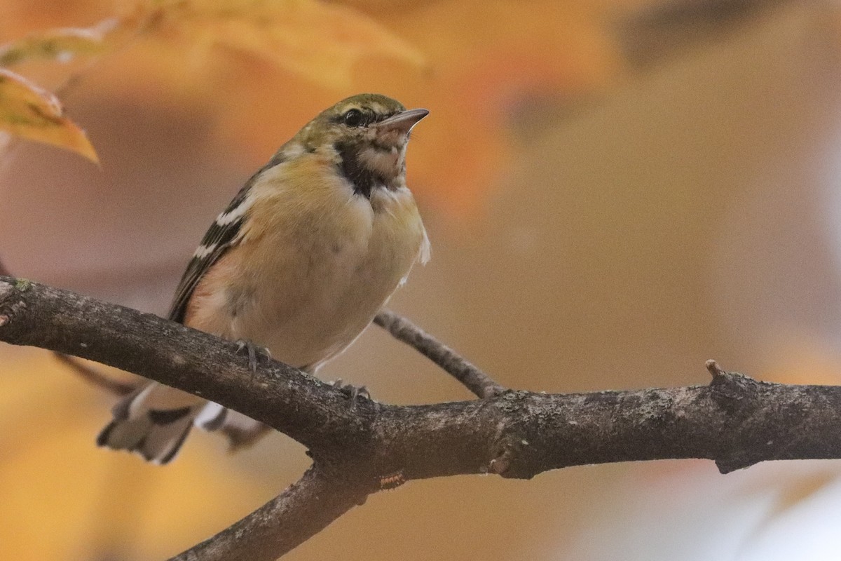 Bay-breasted Warbler - ML501652721