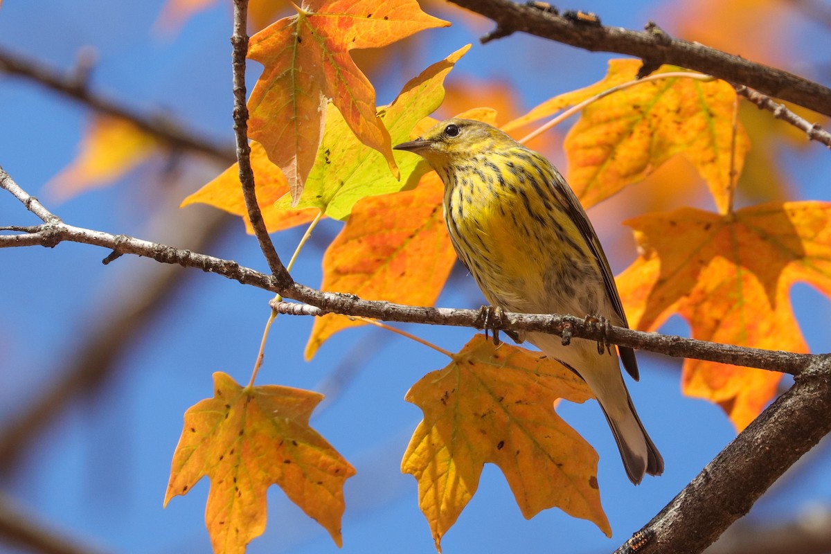 Cape May Warbler - ML501653011
