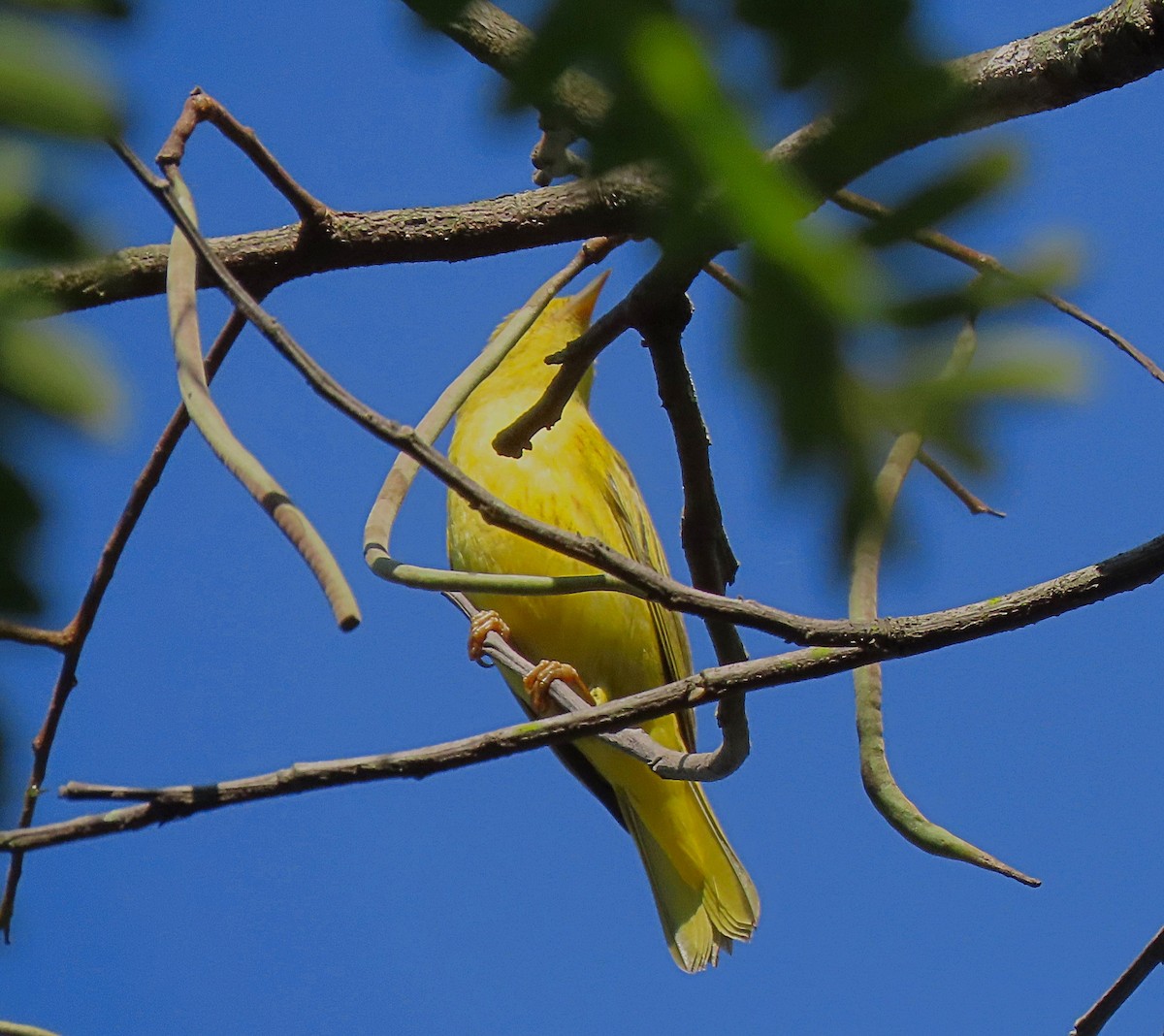 Yellow Warbler - ML501653151