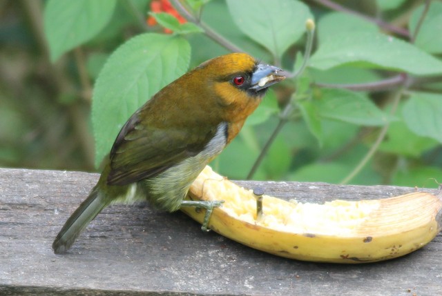 are bananas good for the barbet