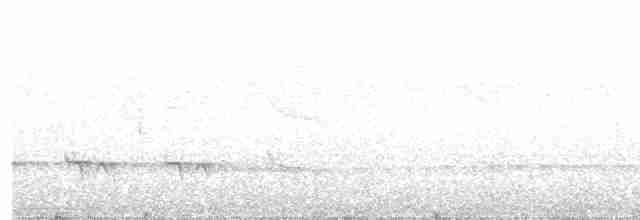 Stripe-chested Antwren - ML501662661