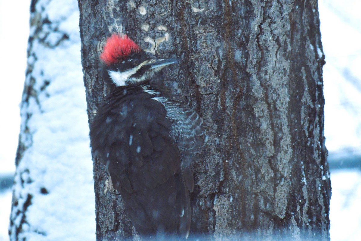 Pileated Woodpecker - ML501668711