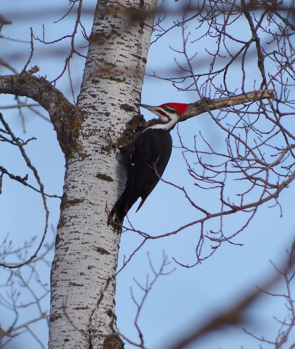 Pileated Woodpecker - ML50166911