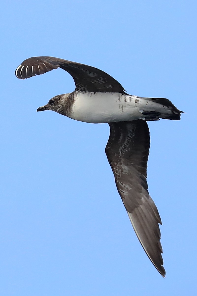 Long-tailed Jaeger - ML501669391