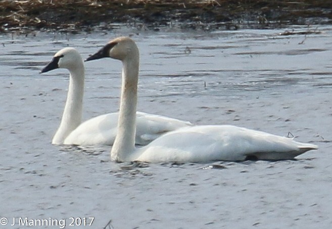 Tundra Swan - Carl & Judi Manning