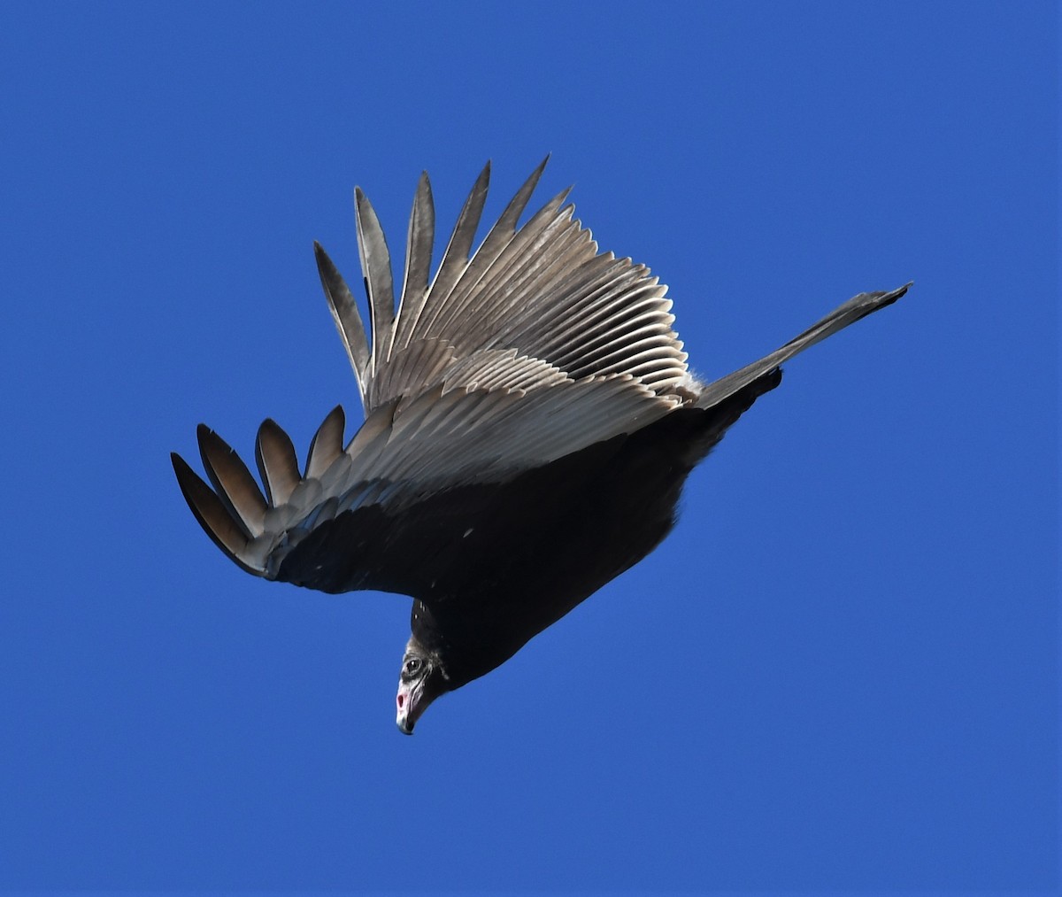 Turkey Vulture - ML501676241