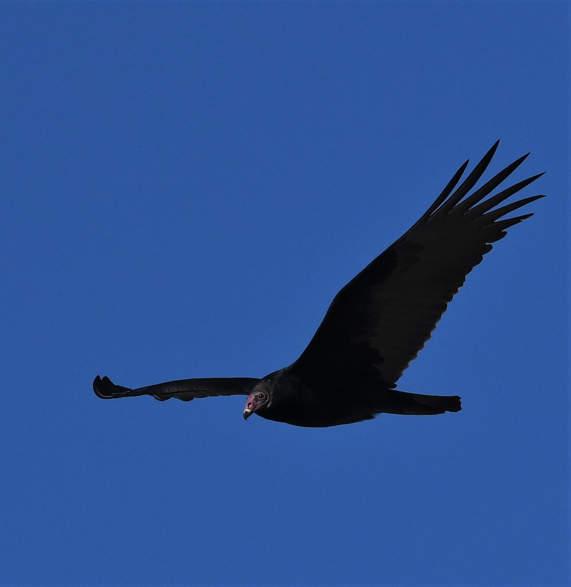 Turkey Vulture - David Gillen