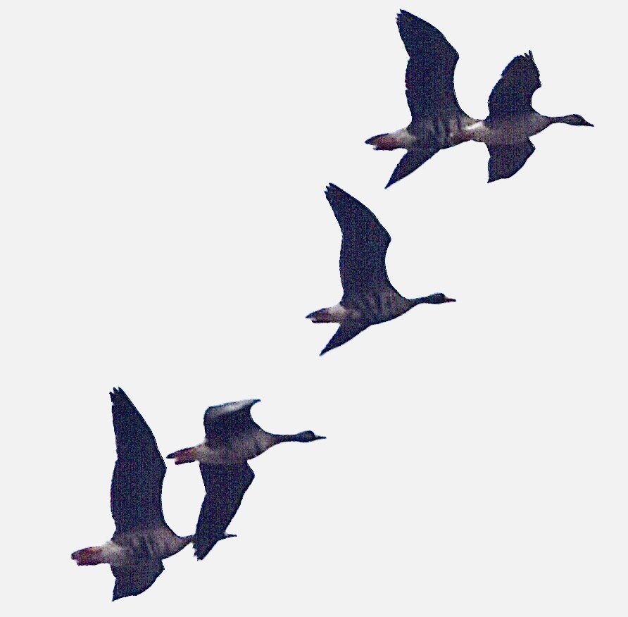 Greater White-fronted Goose - ML501679991