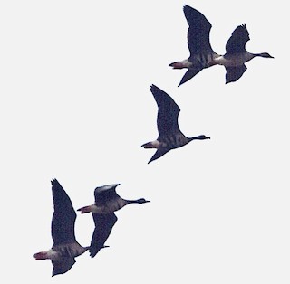 Greater White-fronted Goose, ML501679991