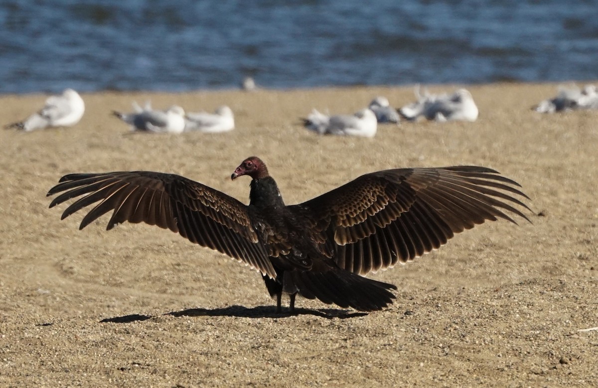 Turkey Vulture - ML501680721