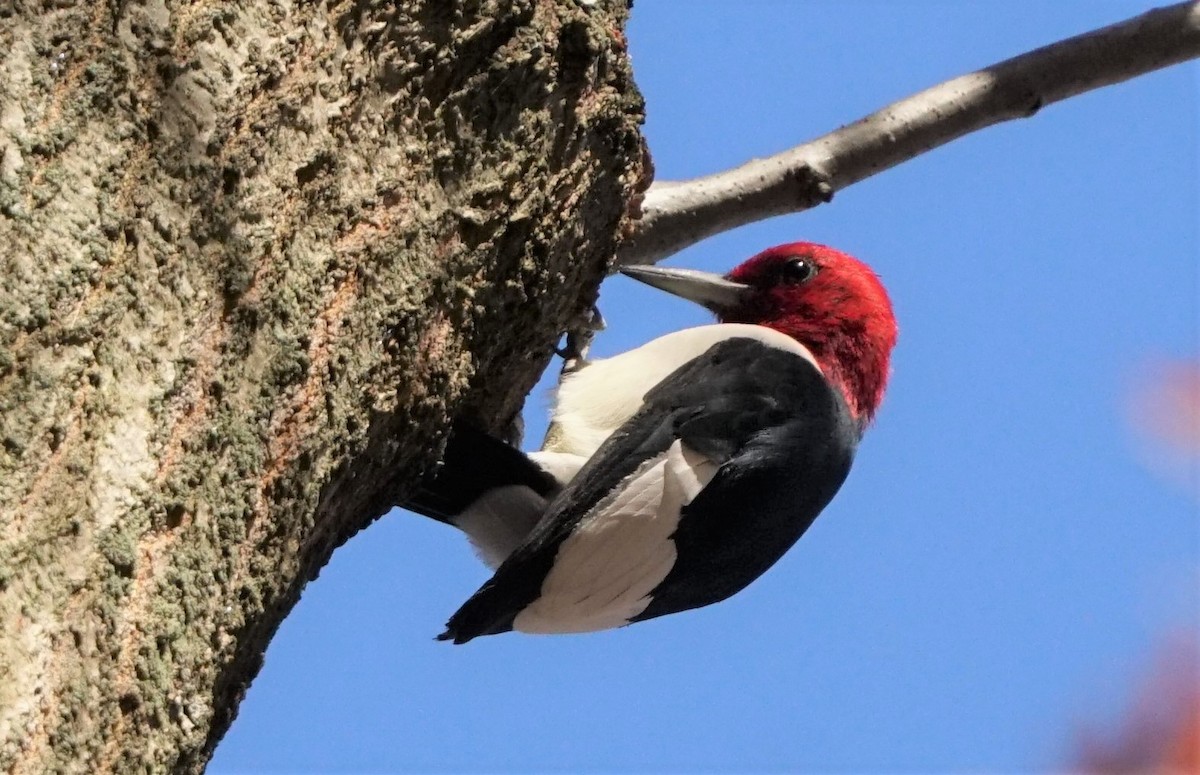 Red-headed Woodpecker - ML501680881