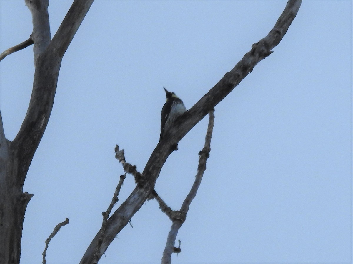 Acorn Woodpecker - ML501681141